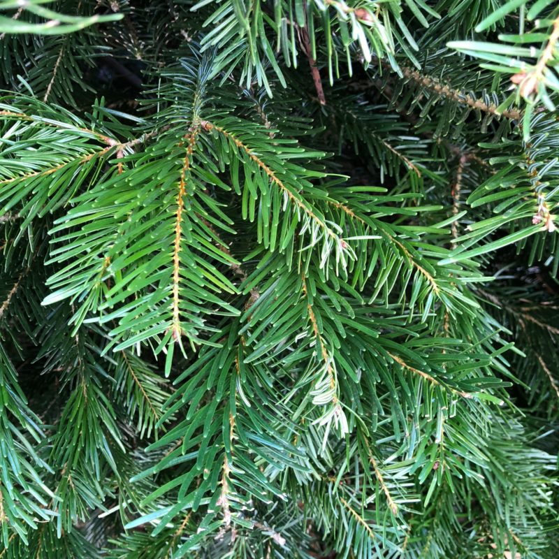 Christmas Trees – The Plant Foundry