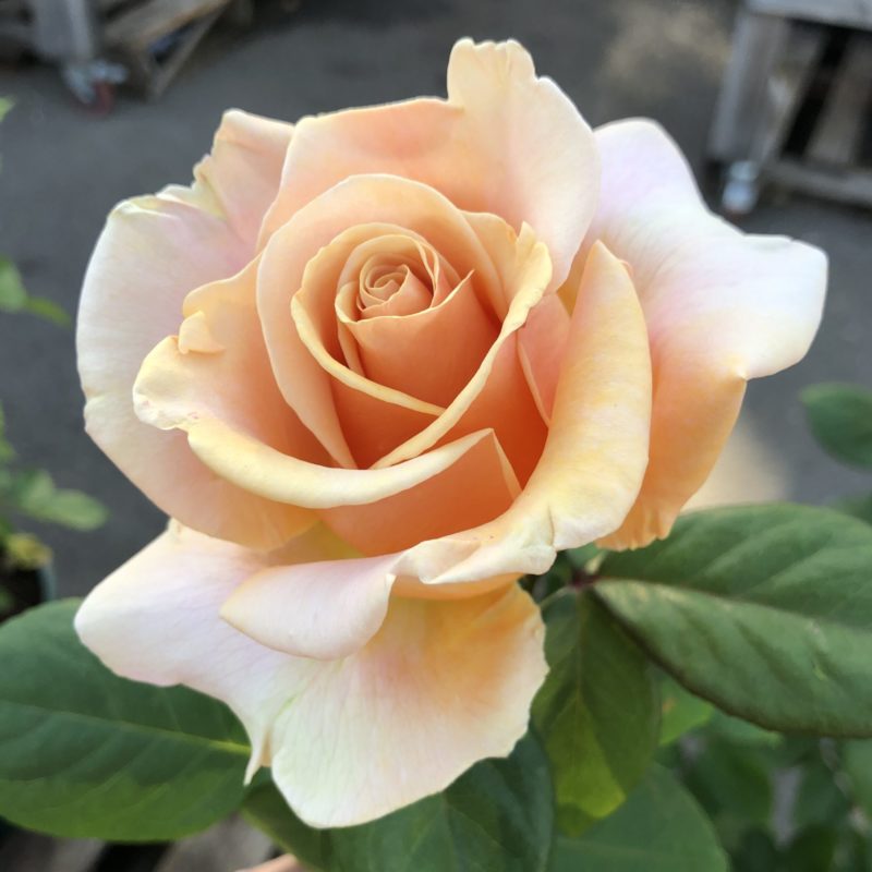 weeks roses – The Plant Foundry